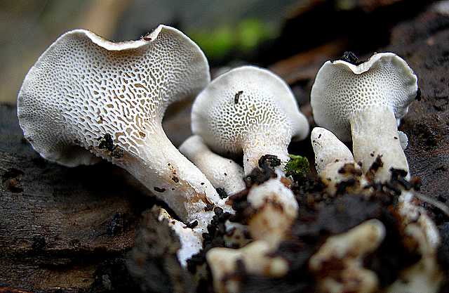 La valle dei funghi sconosciuti